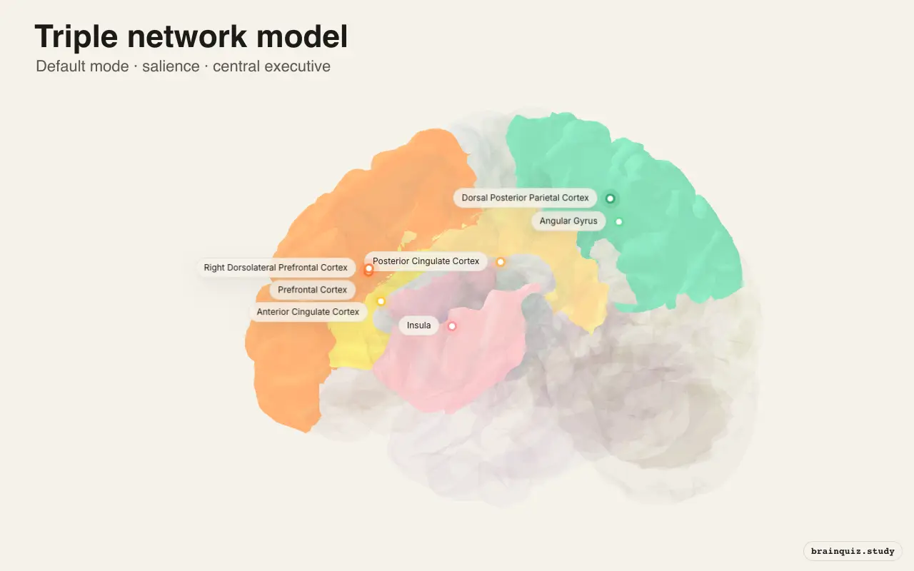 Brain networks diagram: hubs of the default mode, salience and central executive networks on a 3D brain