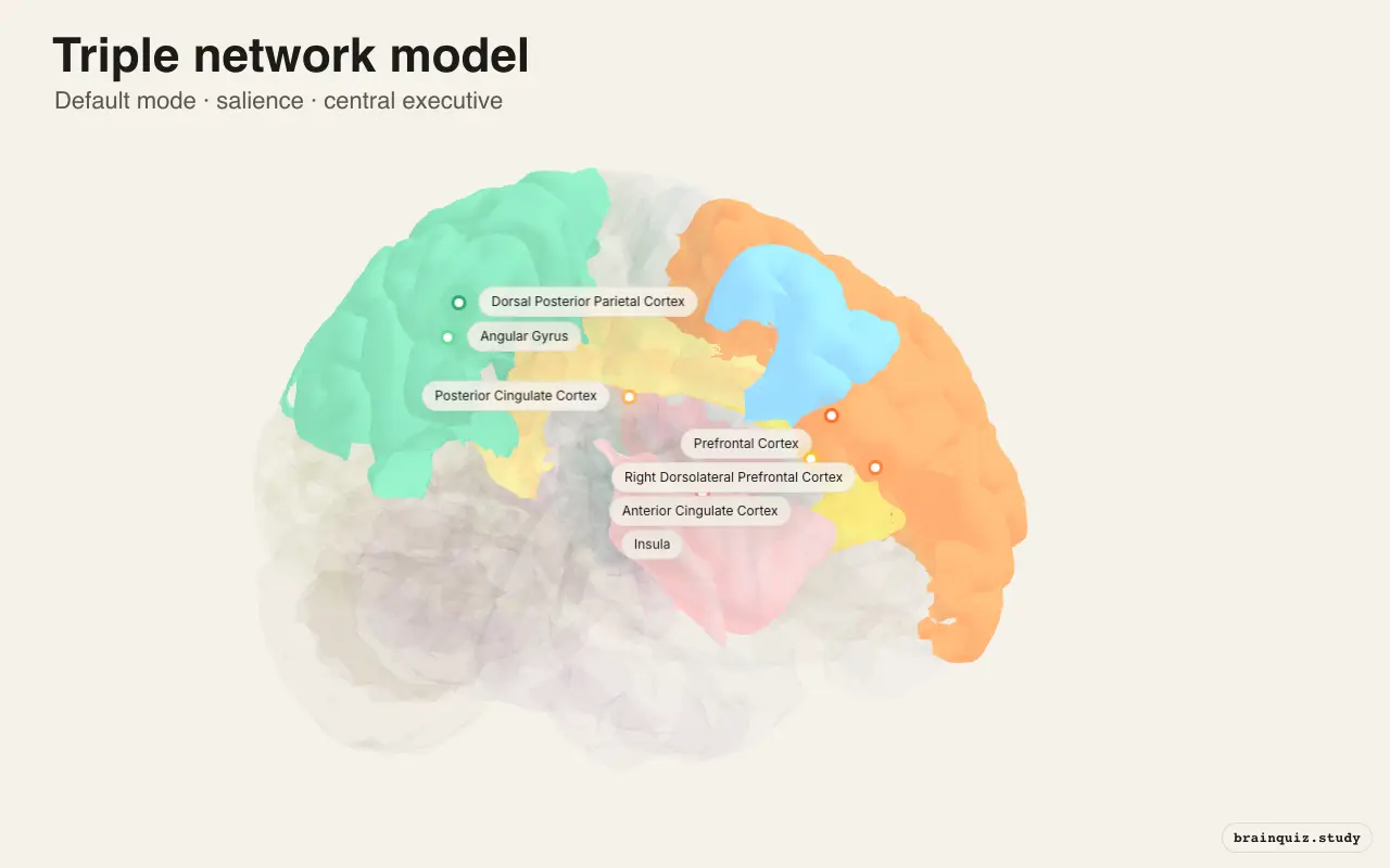 Brain Networks on the Brain Atlas 3D brain, view 2