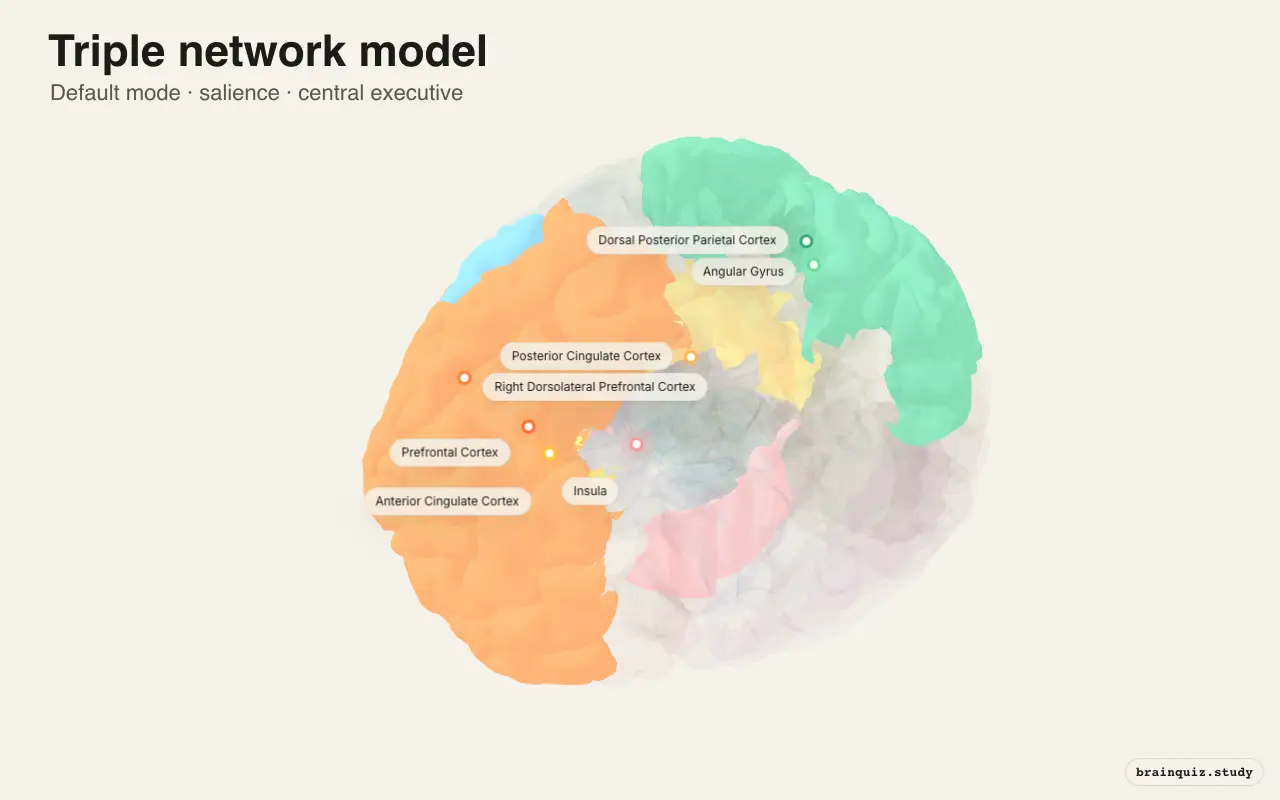 Brain Networks on the Brain Atlas 3D brain, view 3