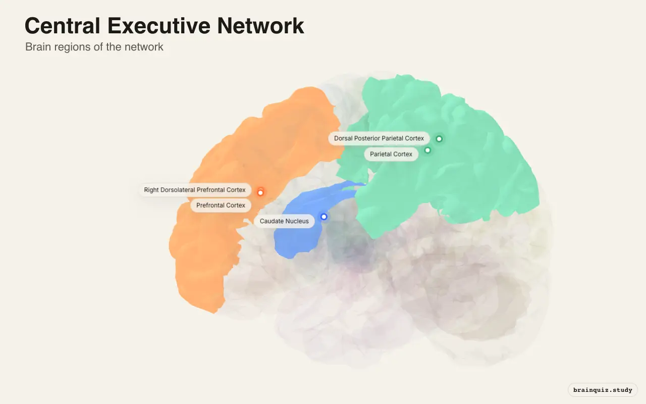 Central Executive Network diagram: its 5 brain regions labeled on a 3D brain
