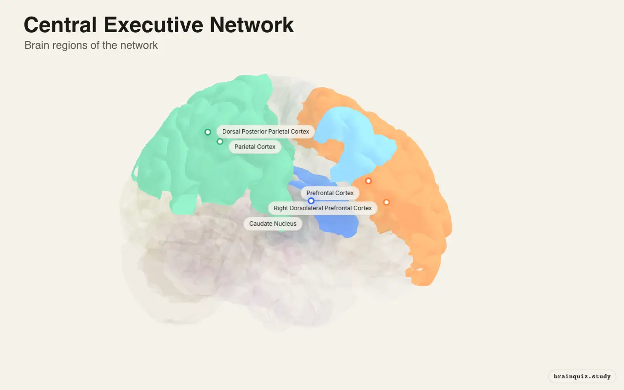 Central Executive Network on the Brain Atlas 3D brain, view 2