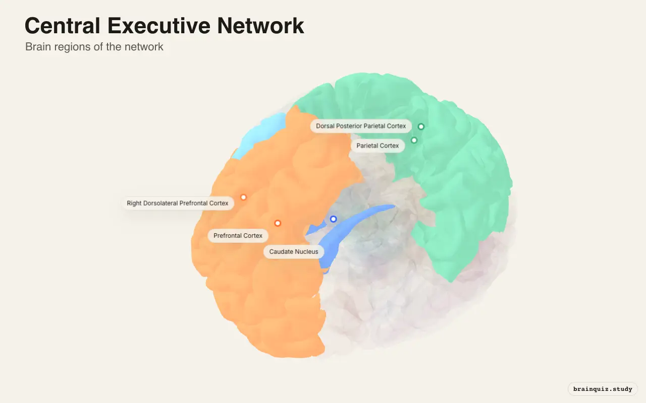 Central Executive Network on the Brain Atlas 3D brain, view 3