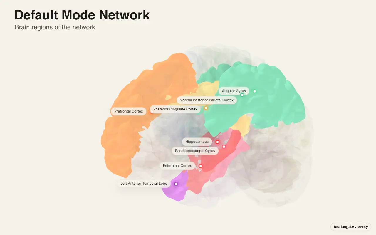 Default Mode Network diagram: its 8 brain regions labeled on a 3D brain
