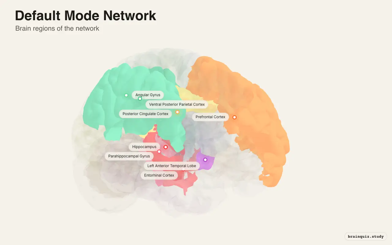 Default Mode Network on the Brain Atlas 3D brain, view 2
