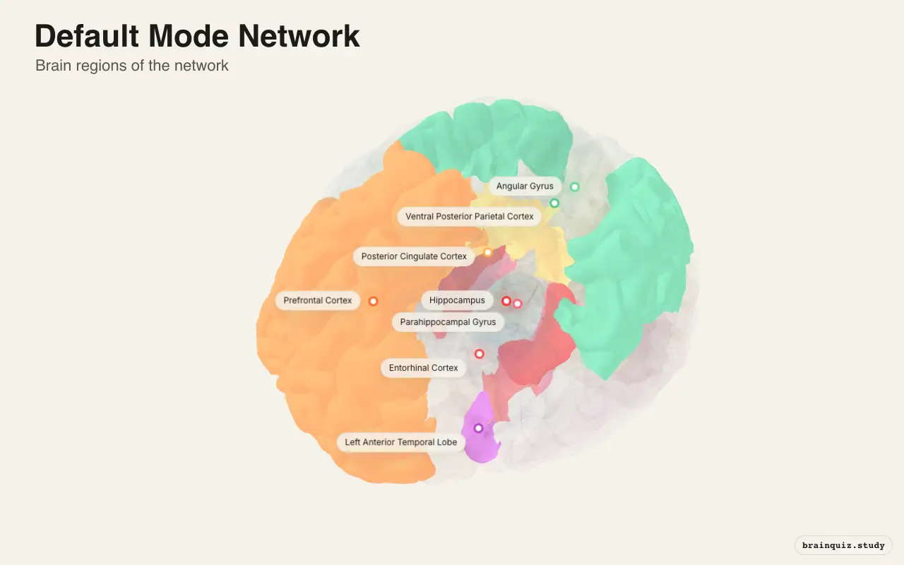 Default Mode Network on the Brain Atlas 3D brain, view 3