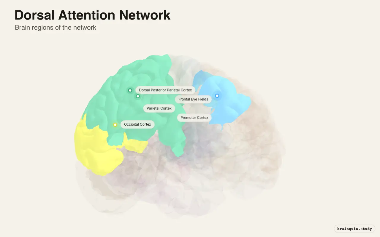Dorsal Attention Network on the Brain Atlas 3D brain, view 2