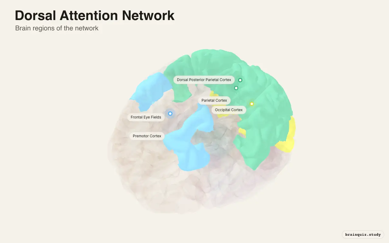 Dorsal Attention Network on the Brain Atlas 3D brain, view 3