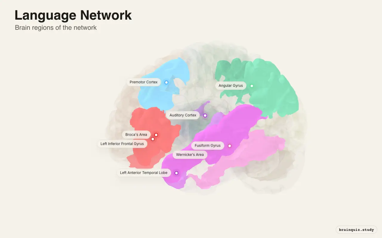 Language Network diagram: its 8 brain regions labeled on a 3D brain