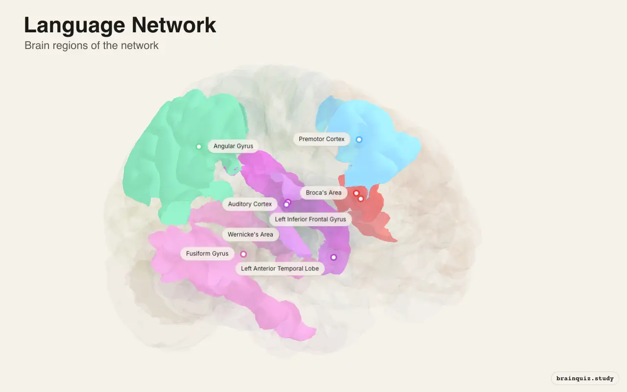 Language Network on the Brain Atlas 3D brain, view 2