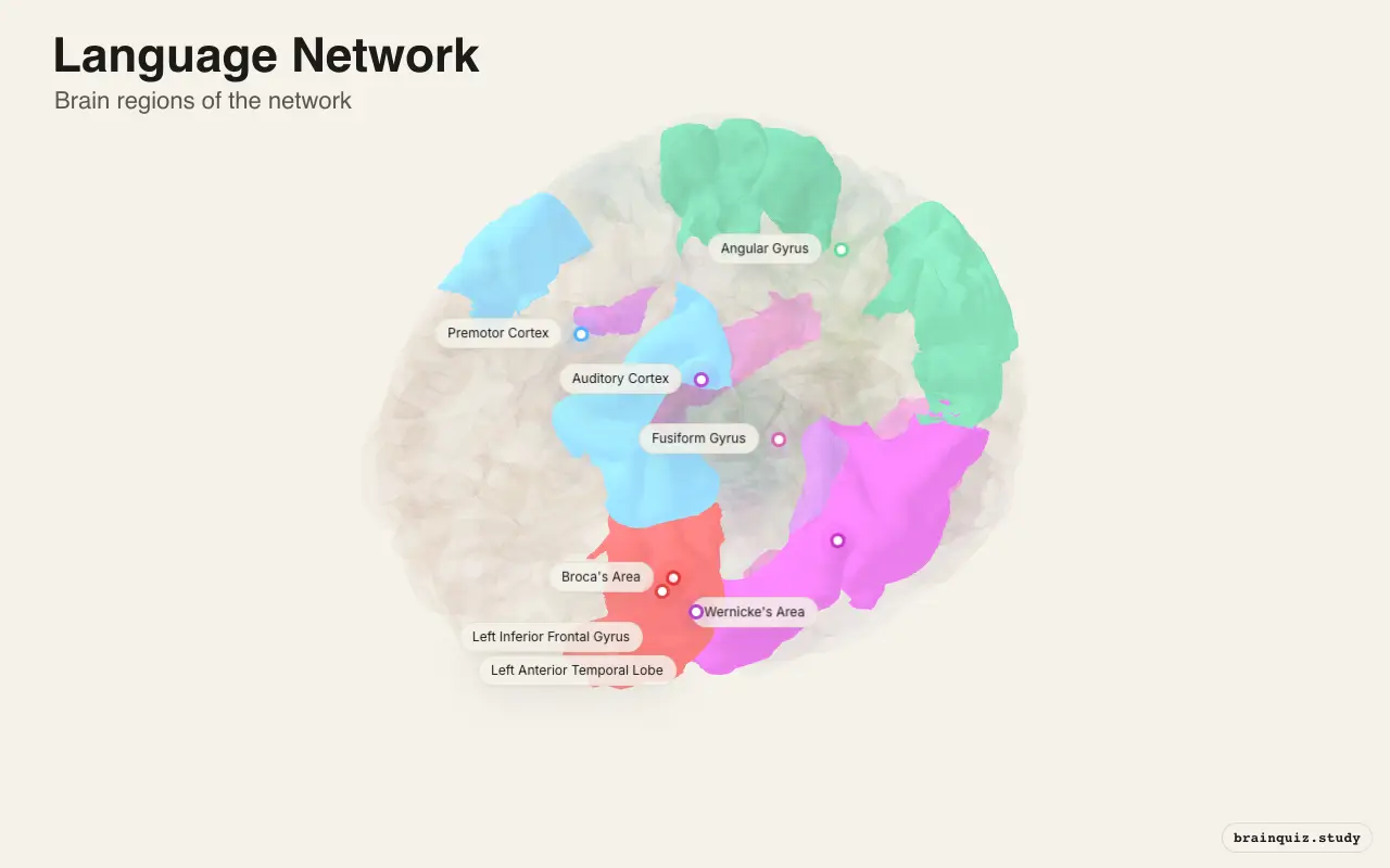 Language Network on the Brain Atlas 3D brain, view 3