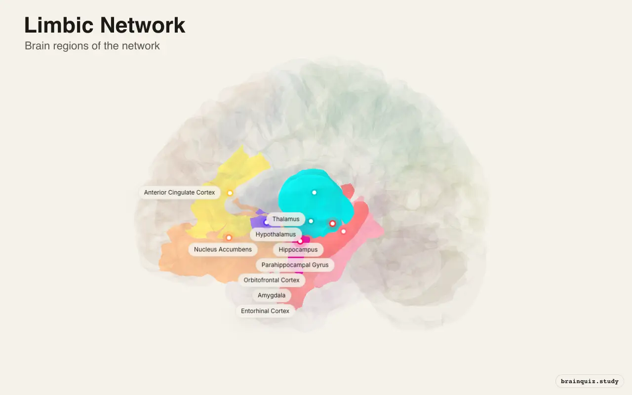Limbic Network diagram: its 9 brain regions labeled on a 3D brain