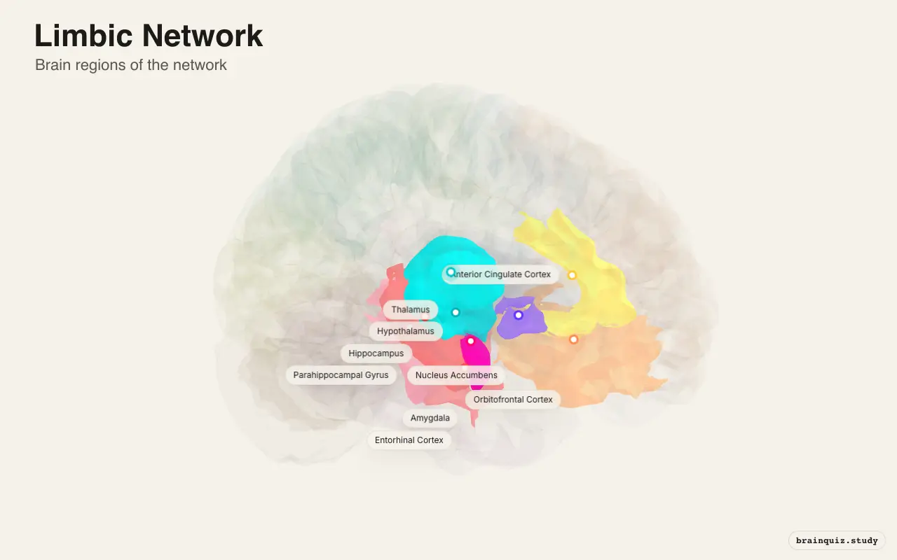 Limbic Network on the Brain Atlas 3D brain, view 2