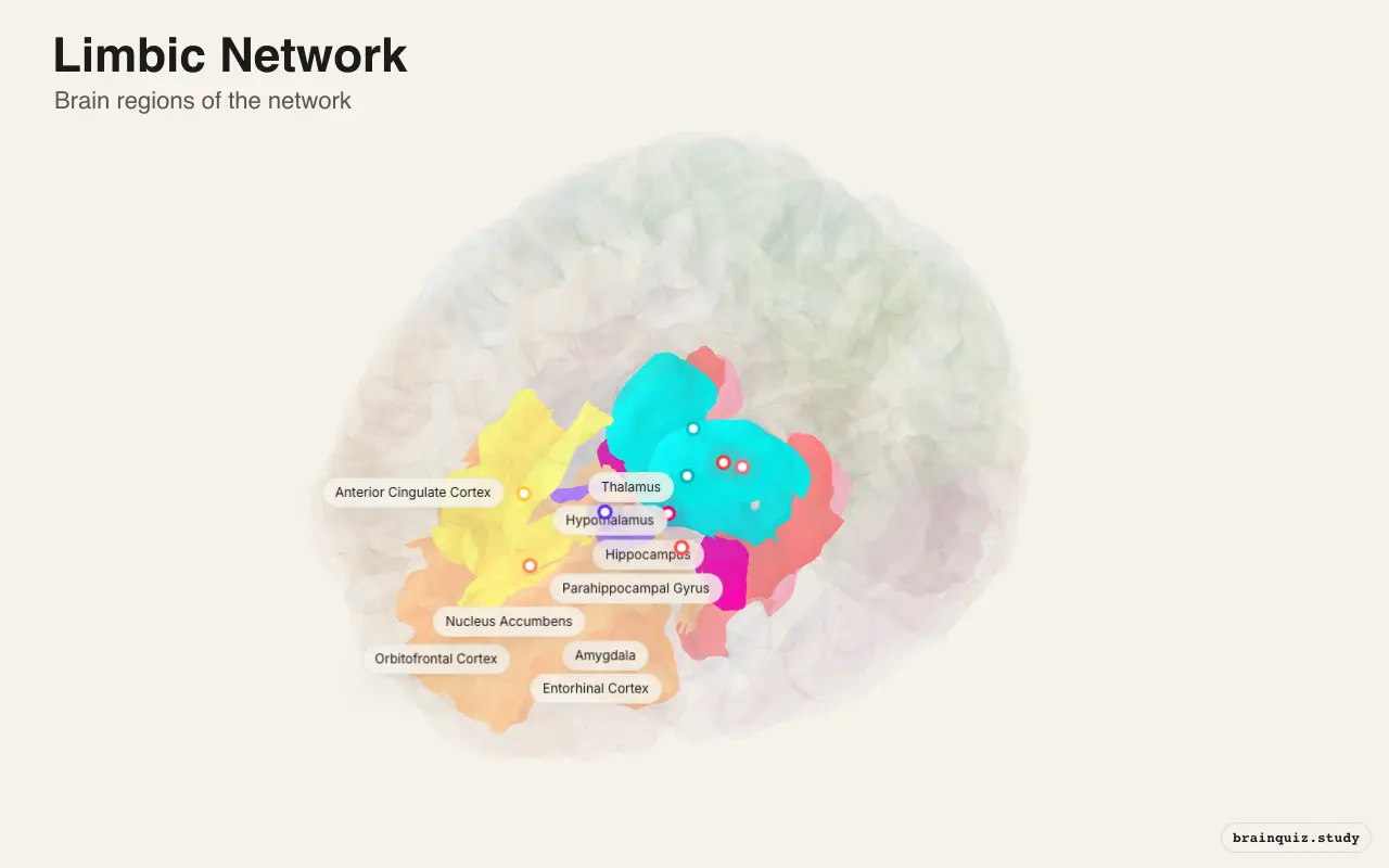 Limbic Network on the Brain Atlas 3D brain, view 3