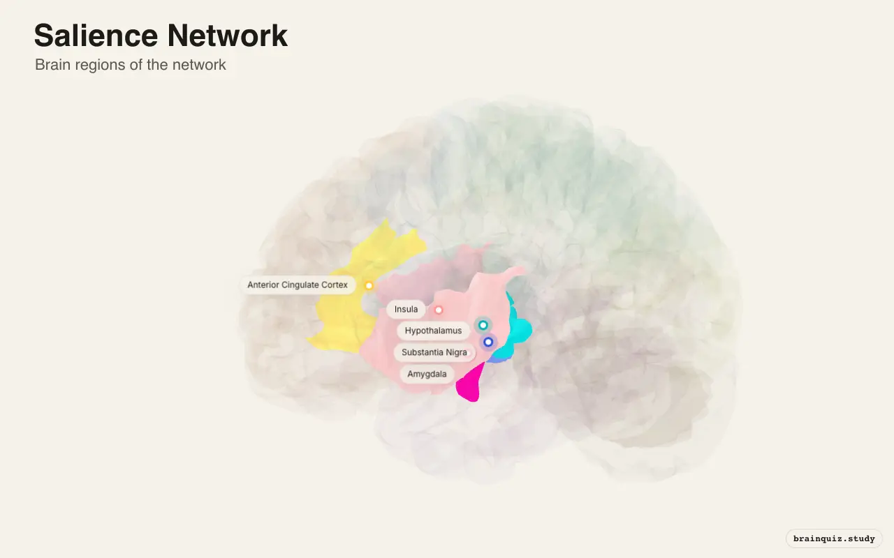 Salience Network diagram: its 5 brain regions labeled on a 3D brain