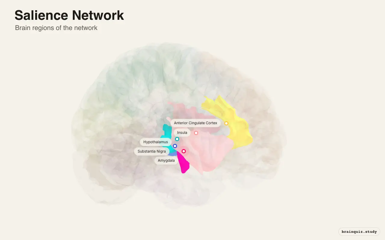 Salience Network on the Brain Atlas 3D brain, view 2