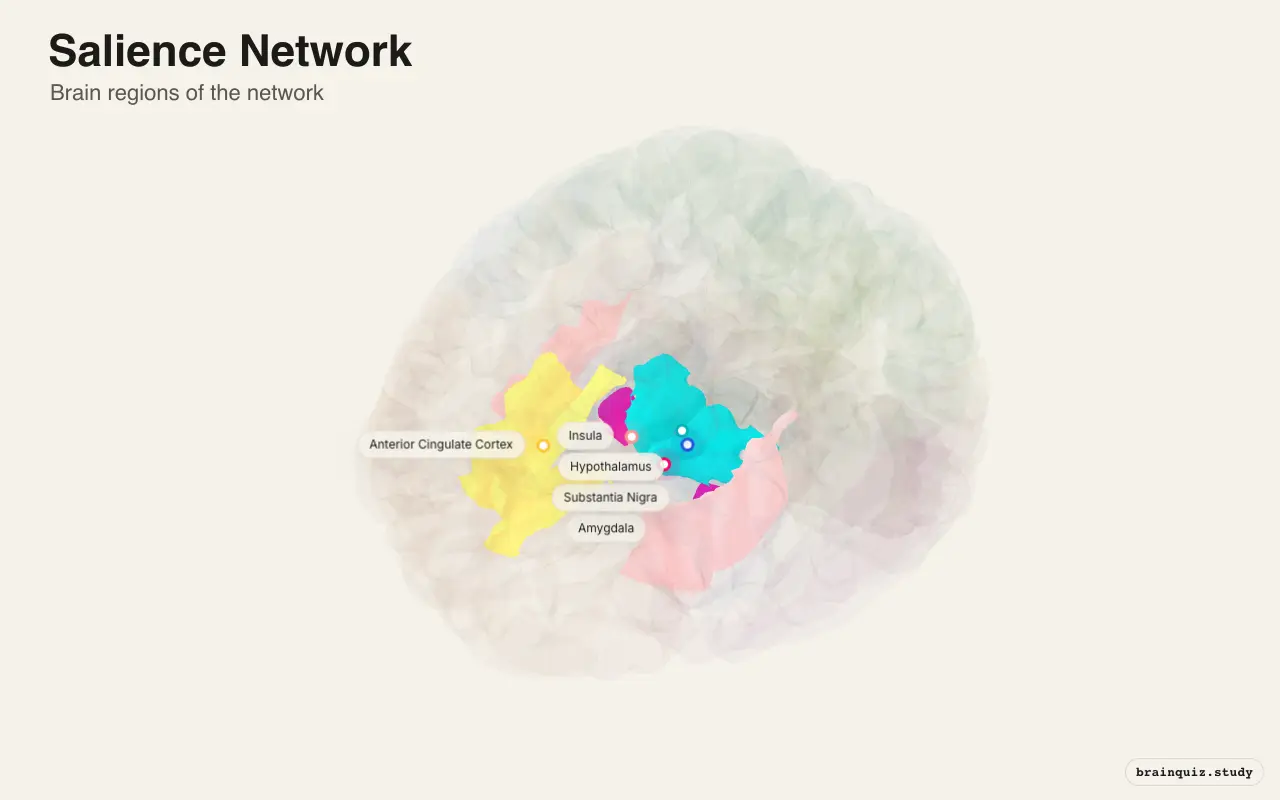Salience Network on the Brain Atlas 3D brain, view 3