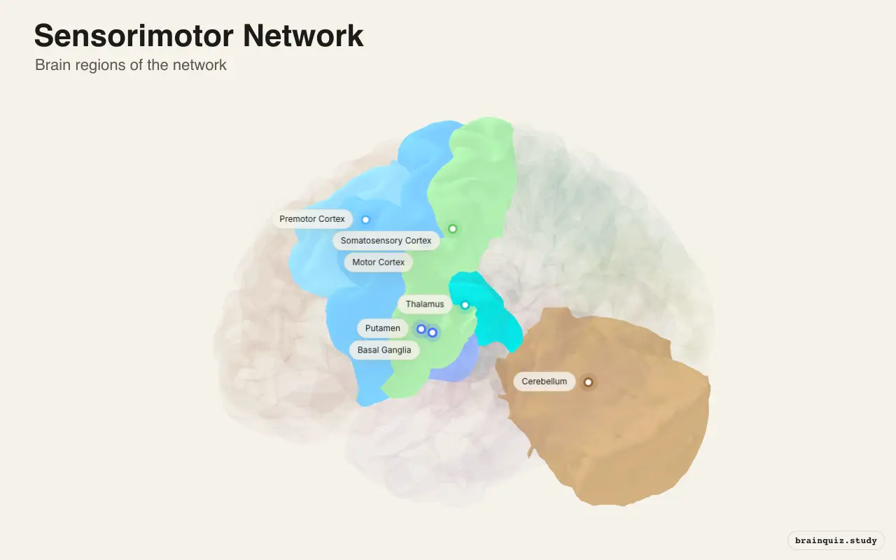 Sensorimotor Network diagram: its 7 brain regions labeled on a 3D brain