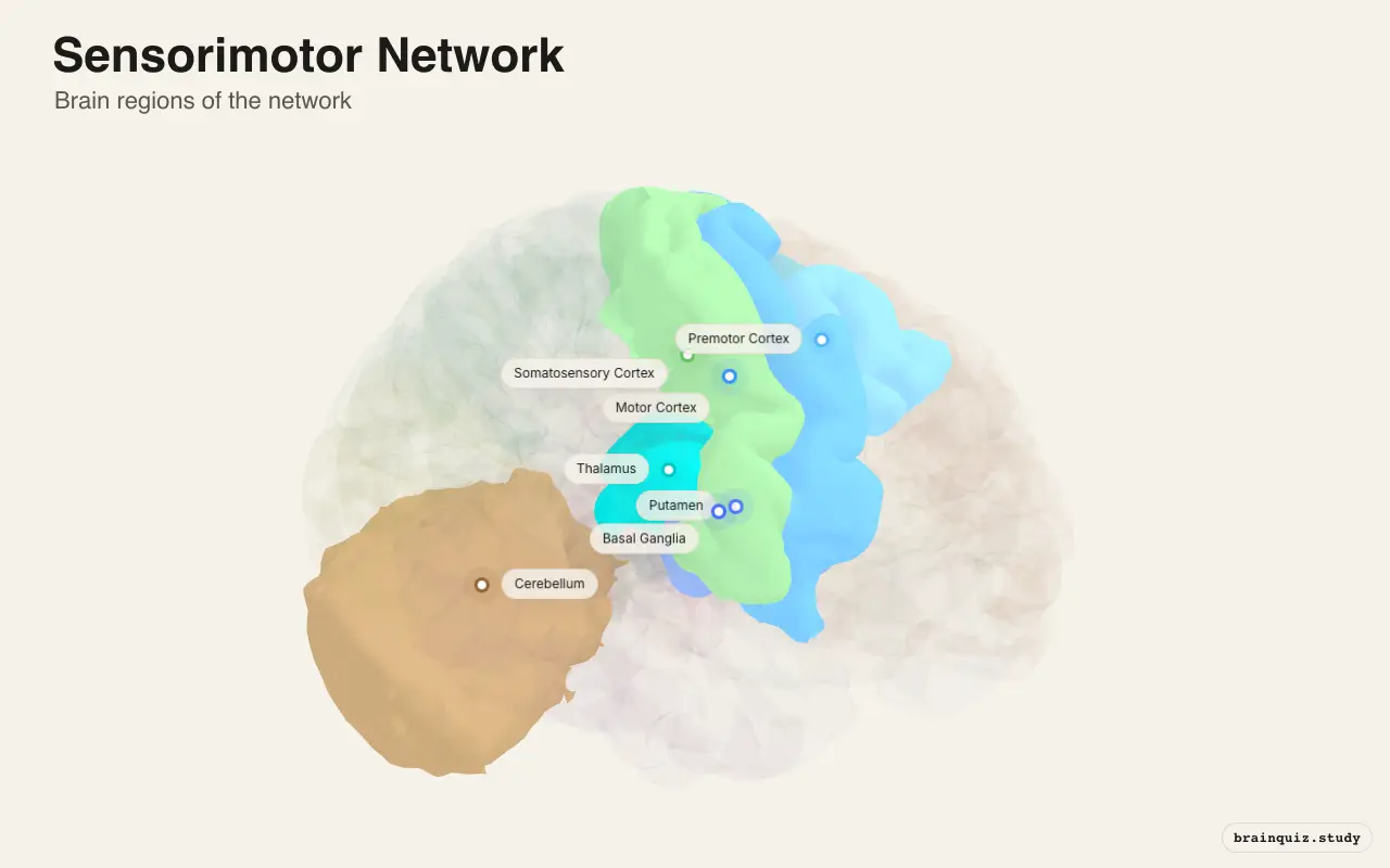 Sensorimotor Network on the Brain Atlas 3D brain, view 2