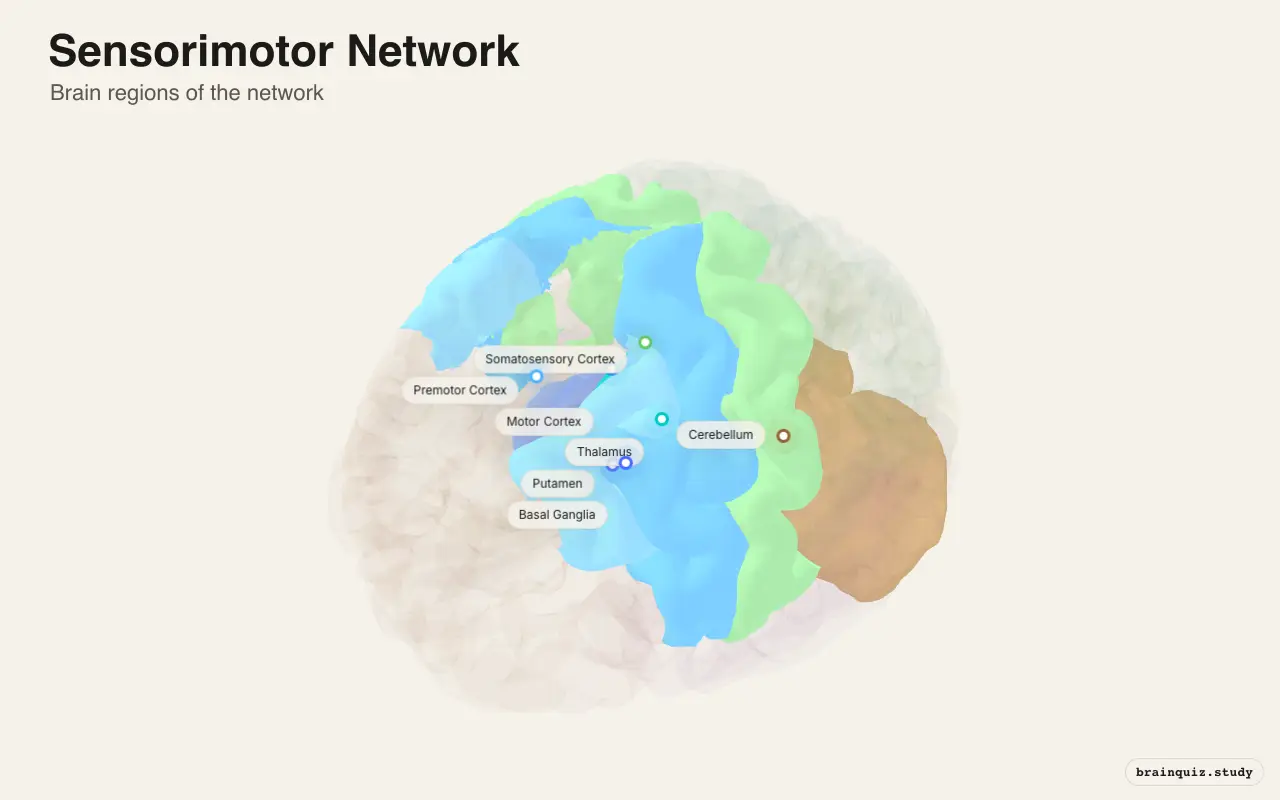 Sensorimotor Network on the Brain Atlas 3D brain, view 3