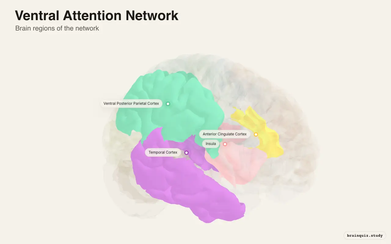 Ventral Attention Network on the Brain Atlas 3D brain, view 2