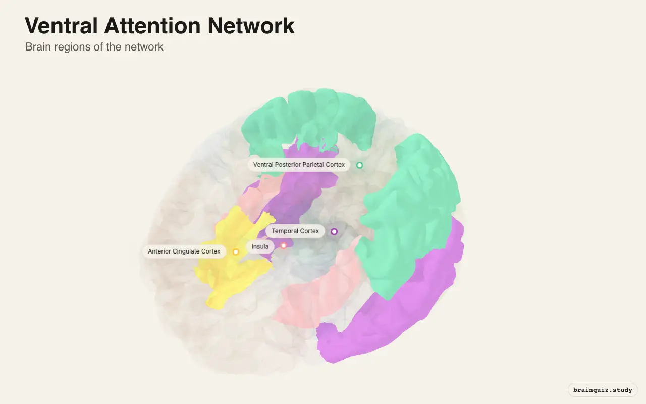 Ventral Attention Network on the Brain Atlas 3D brain, view 3