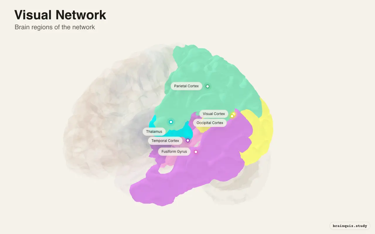 Visual Network diagram: its 6 brain regions labeled on a 3D brain