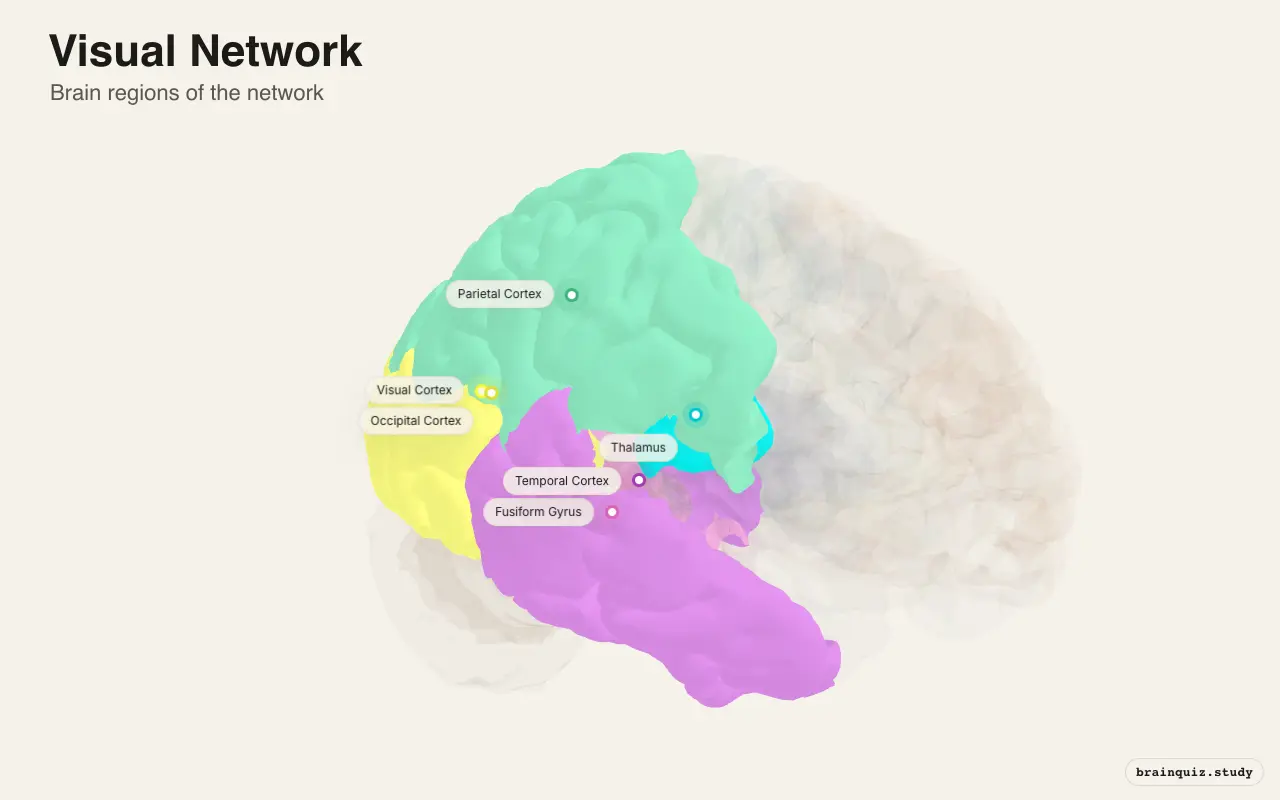 Visual Network on the Brain Atlas 3D brain, view 2