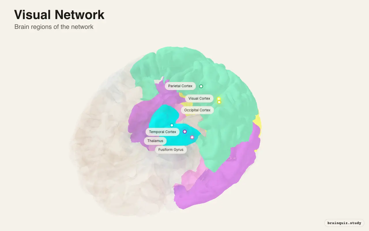 Visual Network on the Brain Atlas 3D brain, view 3