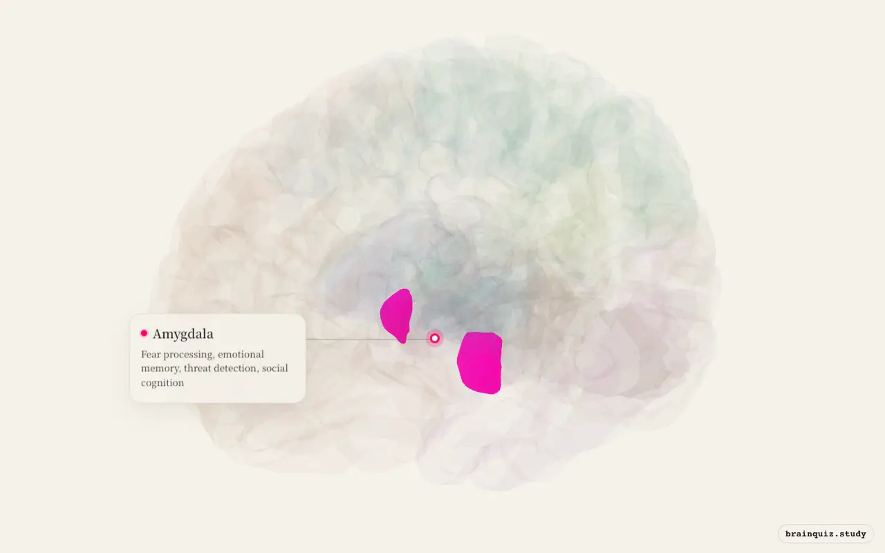 Amygdala highlighted on the Brain Atlas 3D brain model