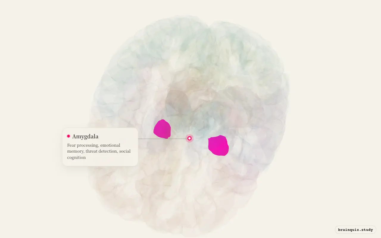 Amygdala on the Brain Atlas 3D brain, seen from angle 2