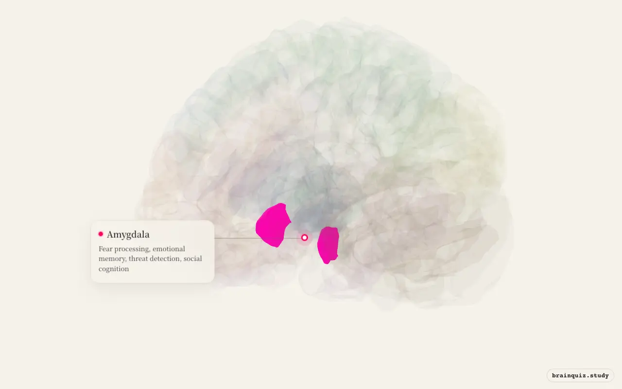 Amygdala on the Brain Atlas 3D brain, seen from angle 3