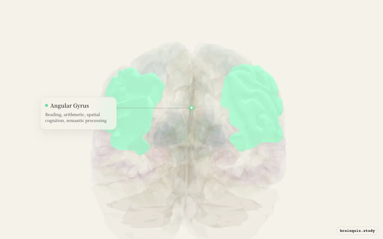Angular Gyrus highlighted on the Brain Atlas 3D brain model