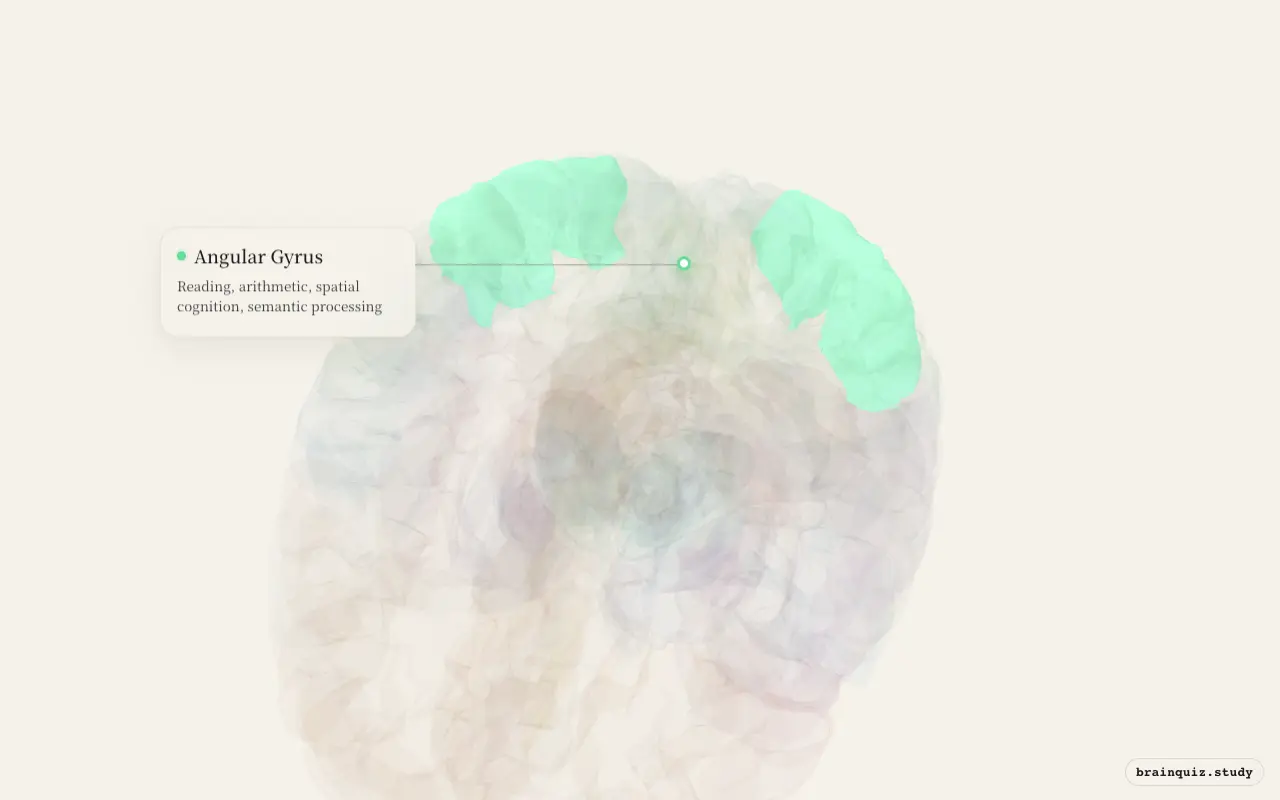 Angular Gyrus on the Brain Atlas 3D brain, seen from angle 2