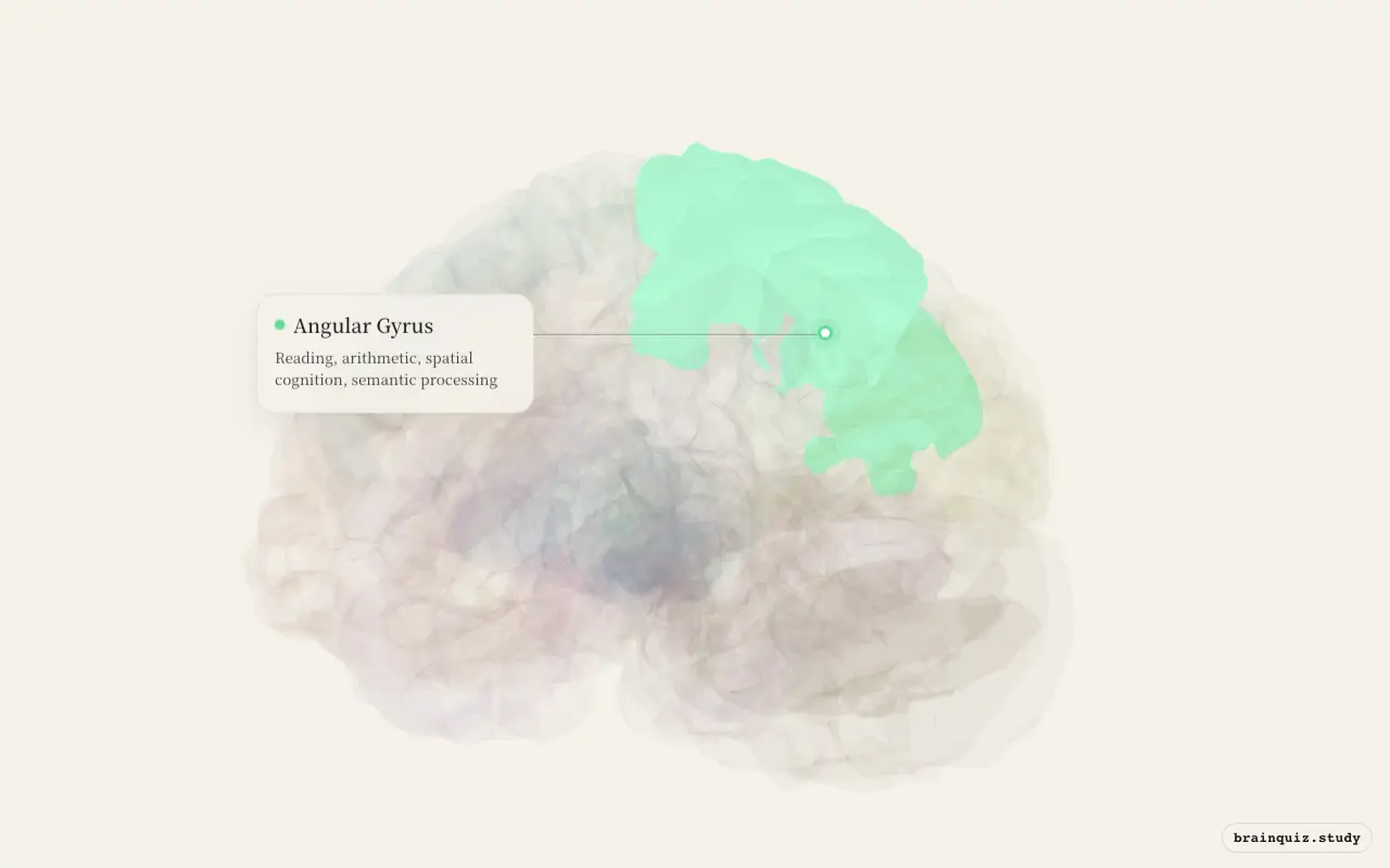 Angular Gyrus on the Brain Atlas 3D brain, seen from angle 3