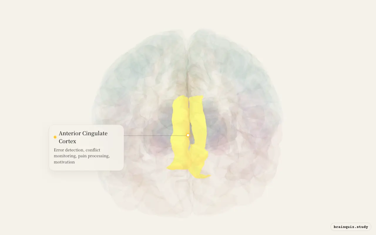 Anterior Cingulate Cortex highlighted on the Brain Atlas 3D brain model