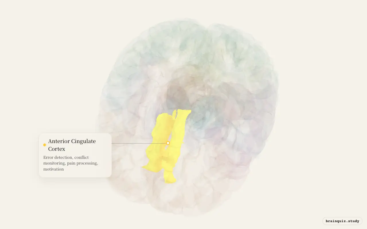 Anterior Cingulate Cortex on the Brain Atlas 3D brain, seen from angle 2