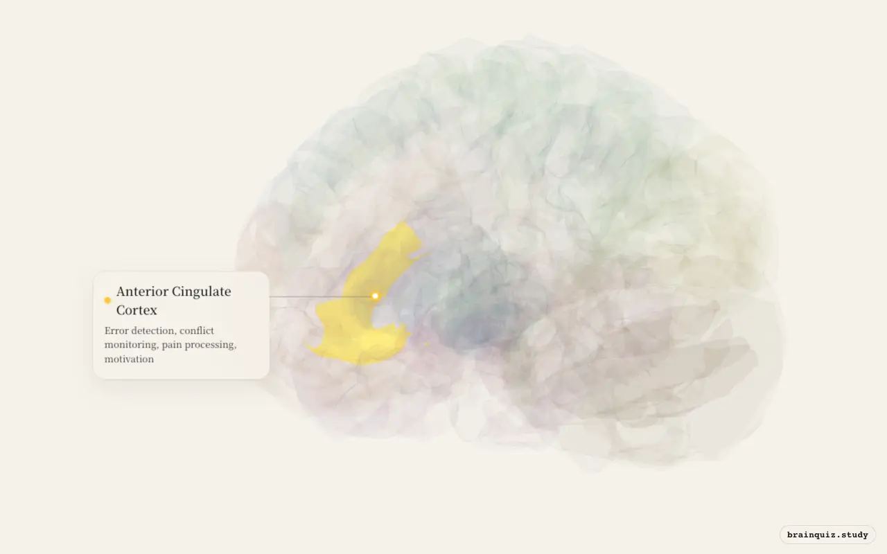 Anterior Cingulate Cortex on the Brain Atlas 3D brain, seen from angle 3