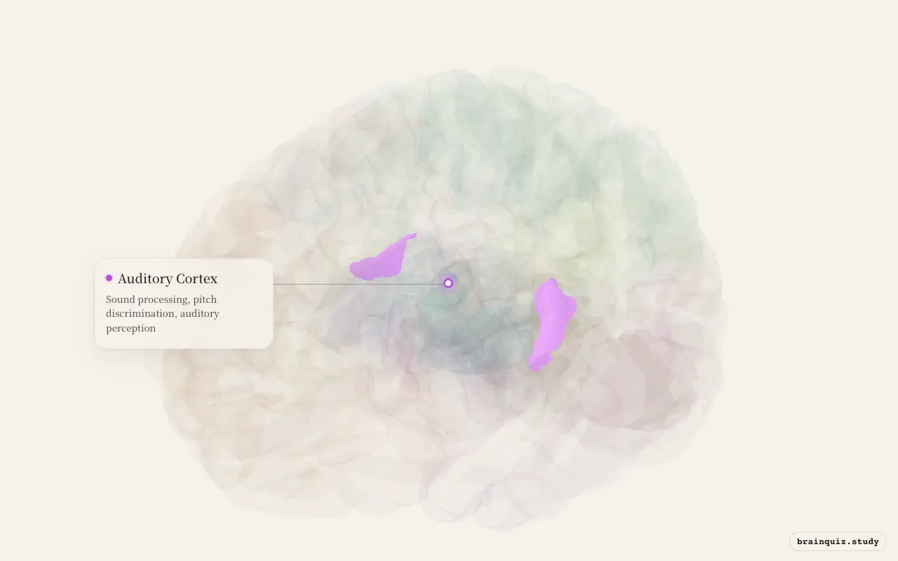 Auditory Cortex highlighted on the Brain Atlas 3D brain model