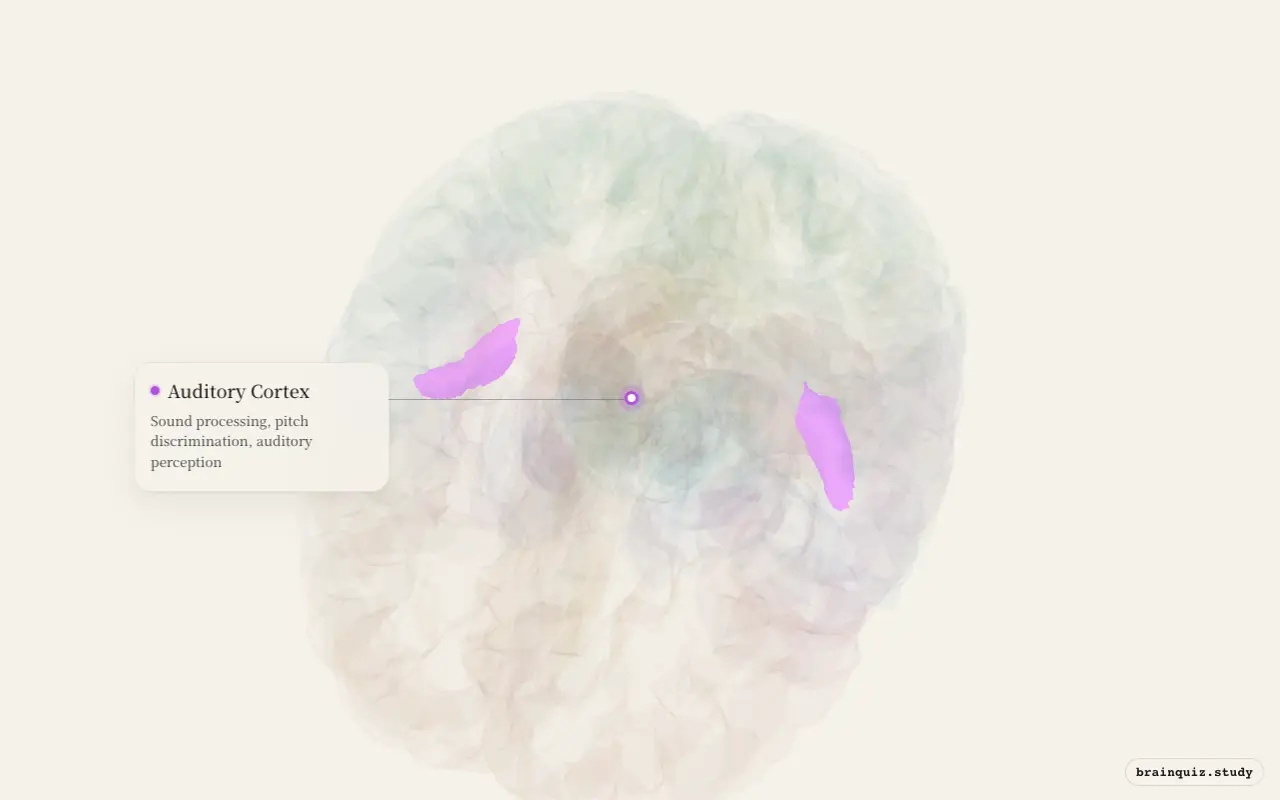 Auditory Cortex on the Brain Atlas 3D brain, seen from angle 2