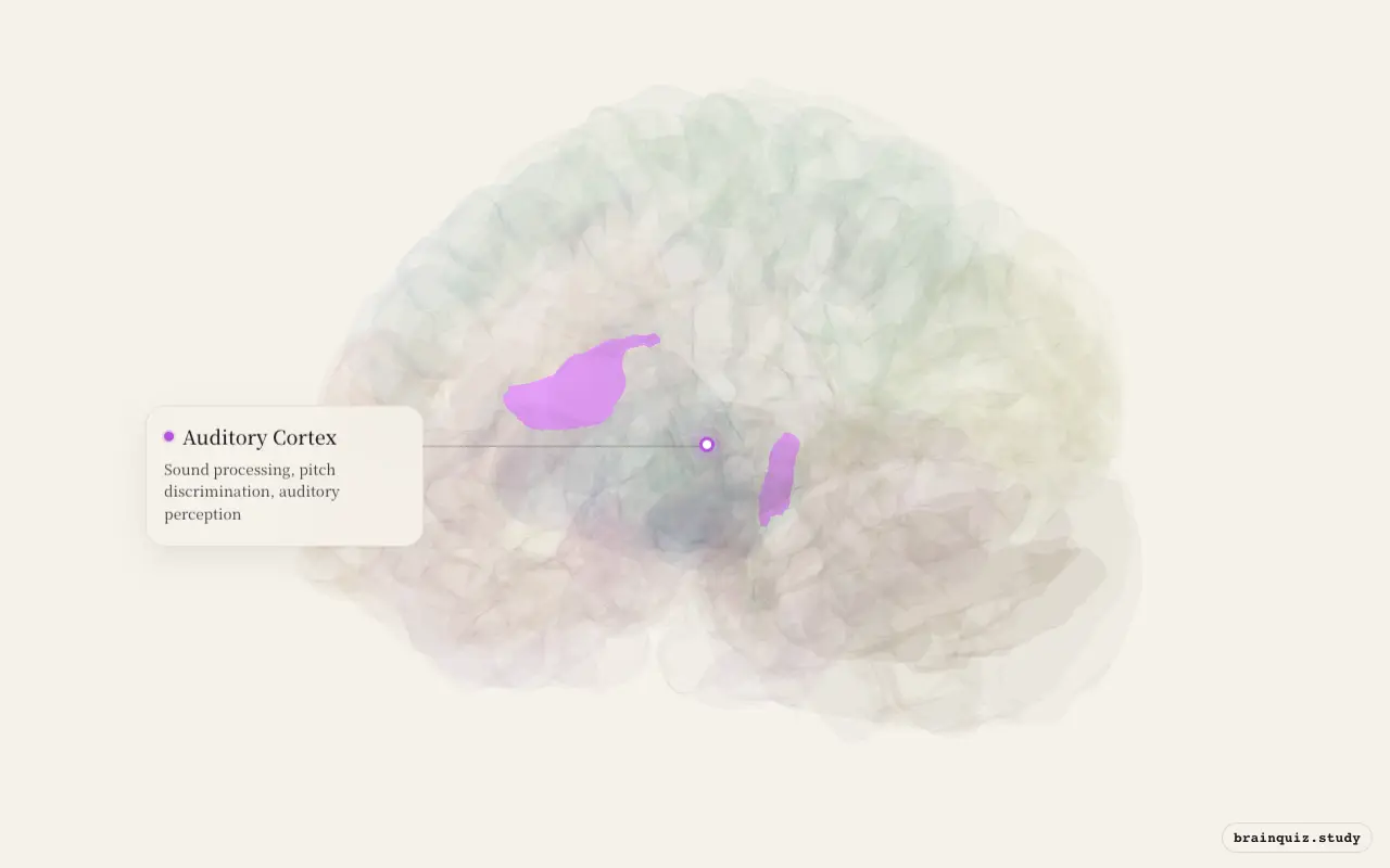 Auditory Cortex on the Brain Atlas 3D brain, seen from angle 3