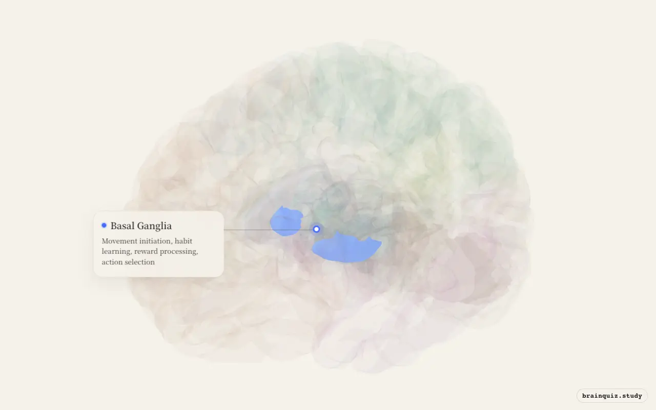 Basal Ganglia highlighted on the Brain Atlas 3D brain model