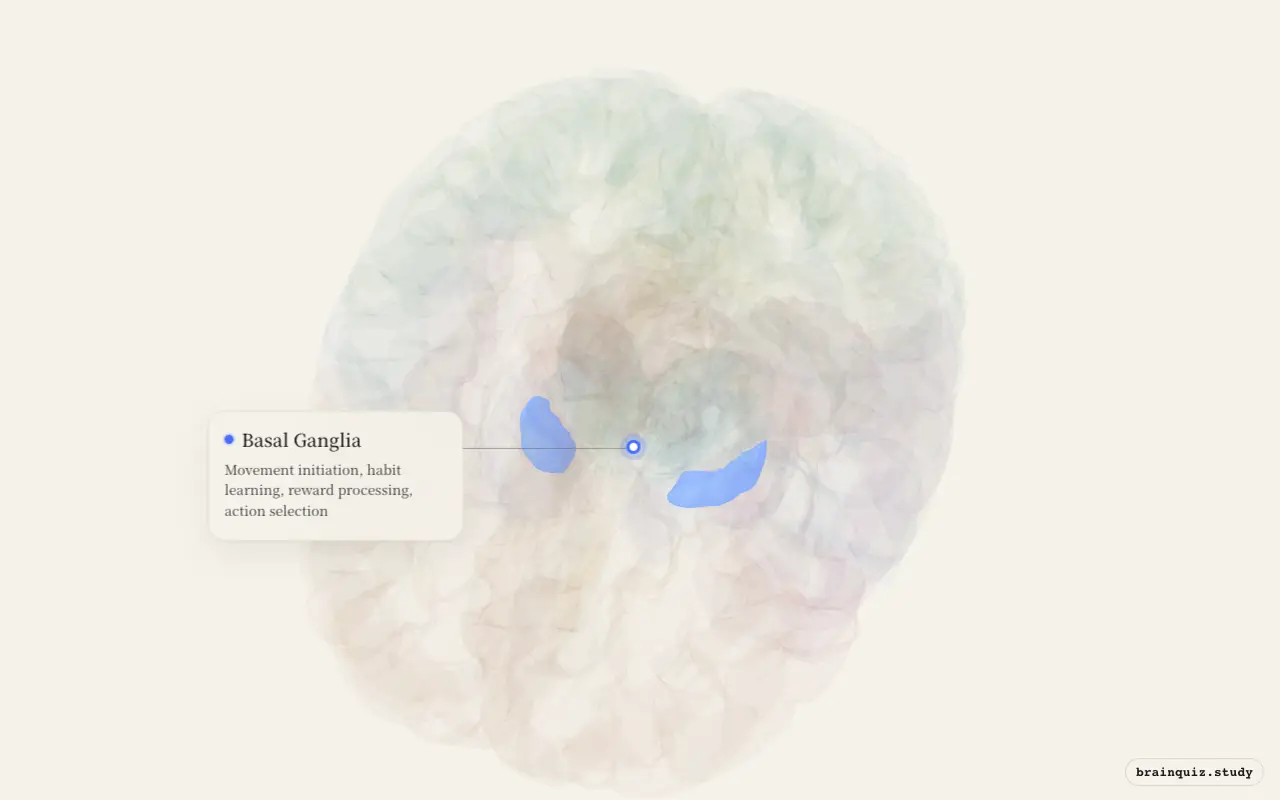 Basal Ganglia on the Brain Atlas 3D brain, seen from angle 2
