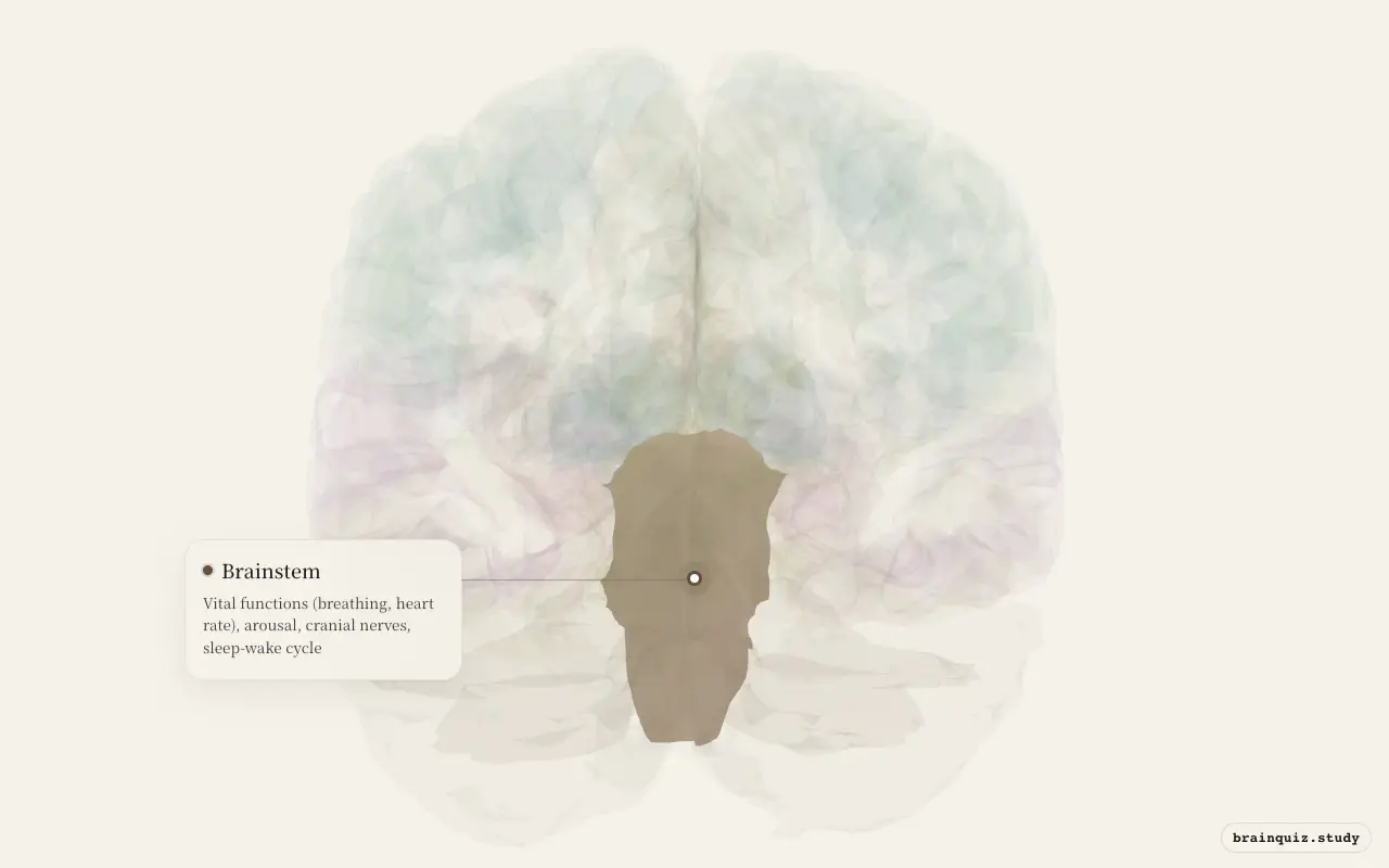 Brainstem highlighted on the Brain Atlas 3D brain model