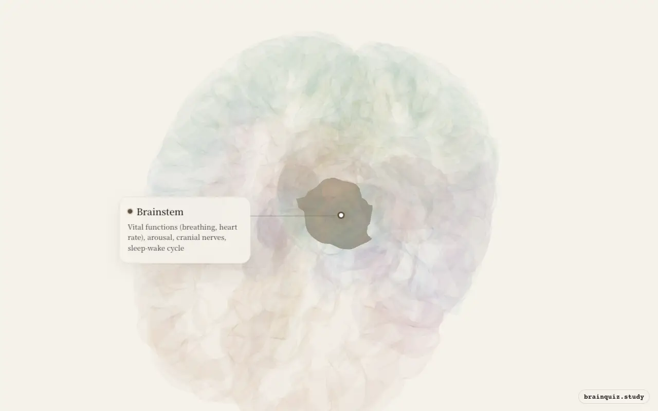 Brainstem on the Brain Atlas 3D brain, seen from angle 2