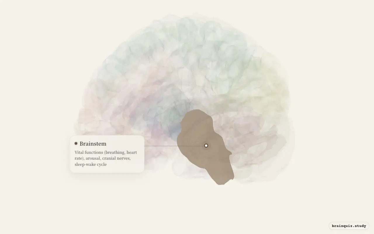 Brainstem on the Brain Atlas 3D brain, seen from angle 3