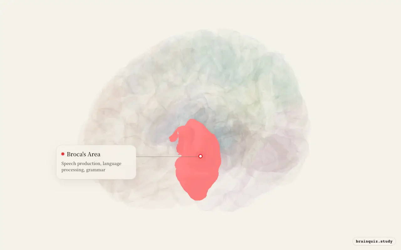 Broca's Area highlighted on the Brain Atlas 3D brain model