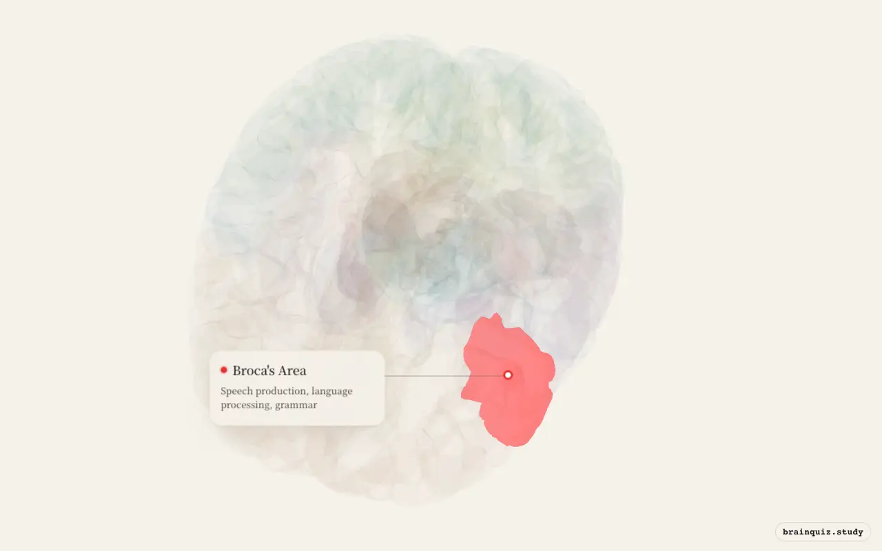 Broca's Area on the Brain Atlas 3D brain, seen from angle 2