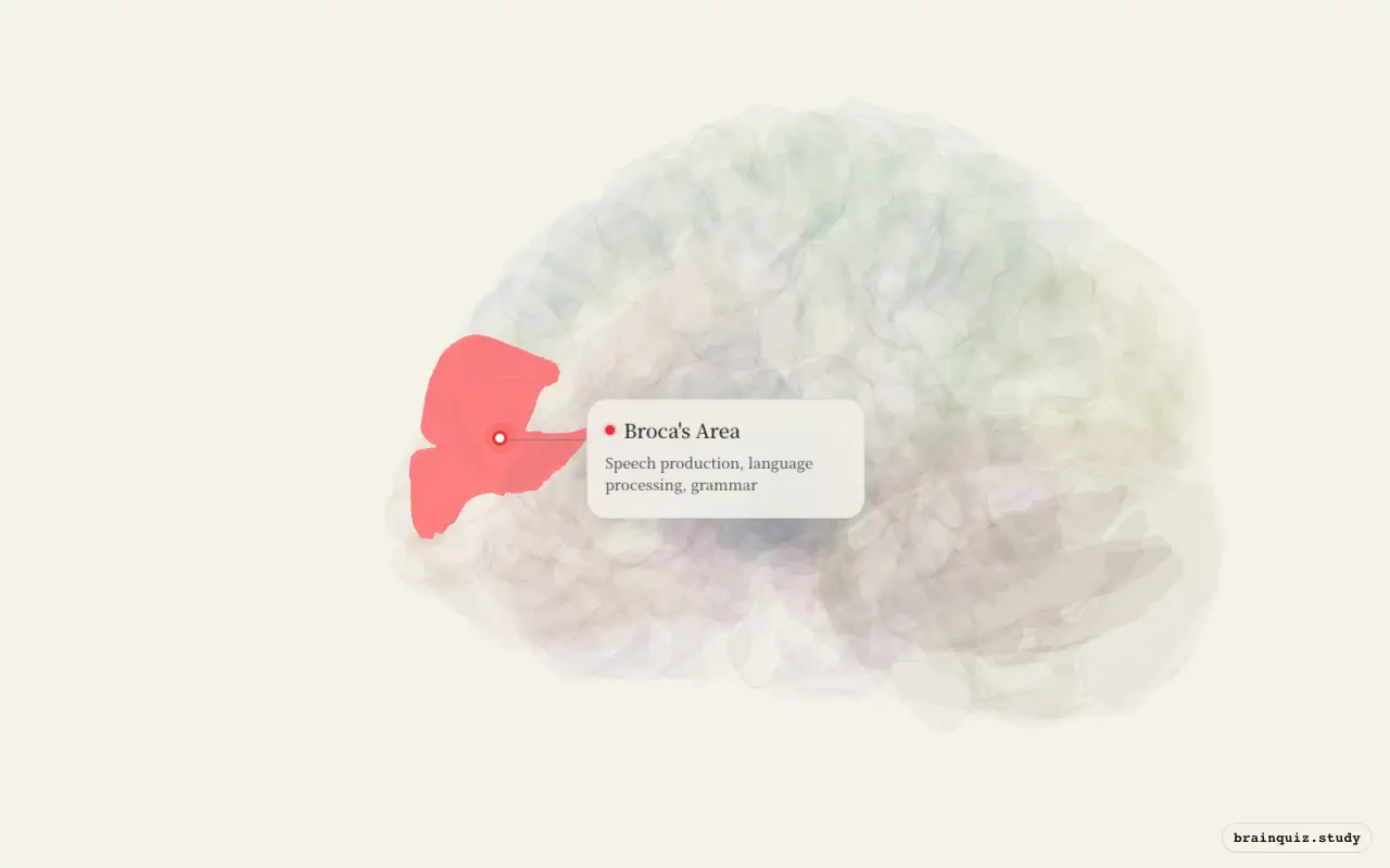 Broca's Area on the Brain Atlas 3D brain, seen from angle 3