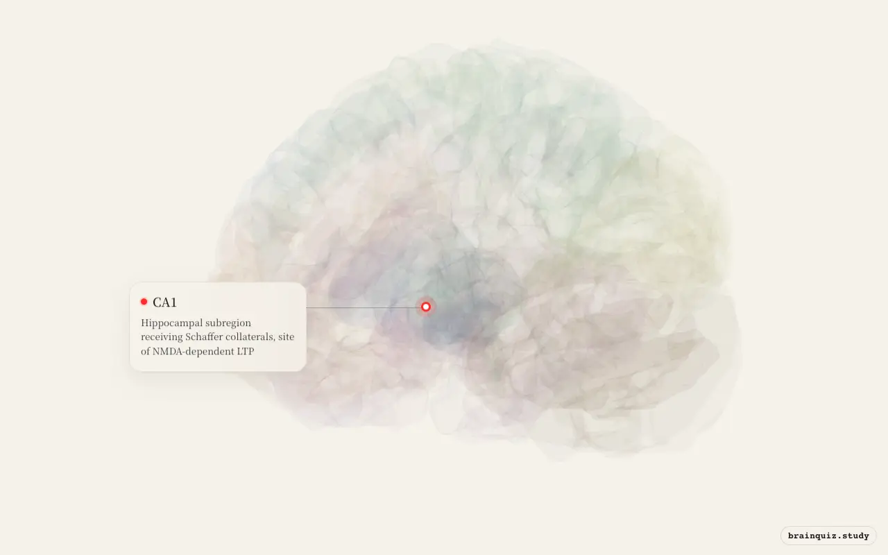 CA1 on the Brain Atlas 3D brain, seen from angle 2