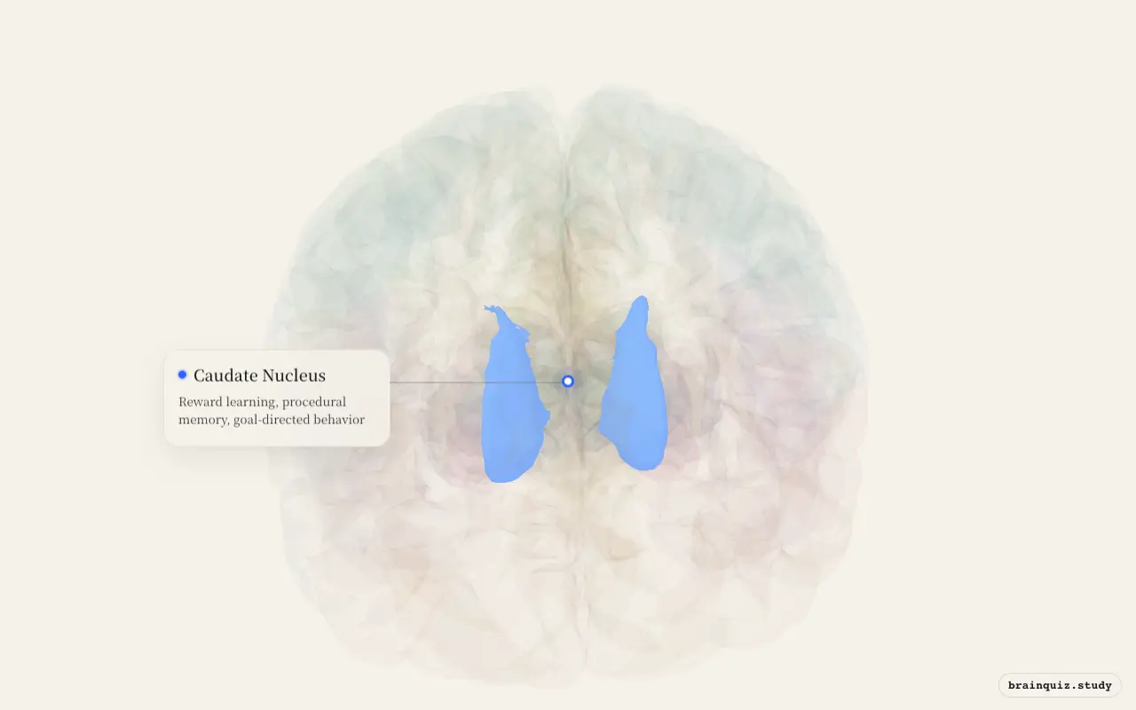 Caudate Nucleus highlighted on the Brain Atlas 3D brain model